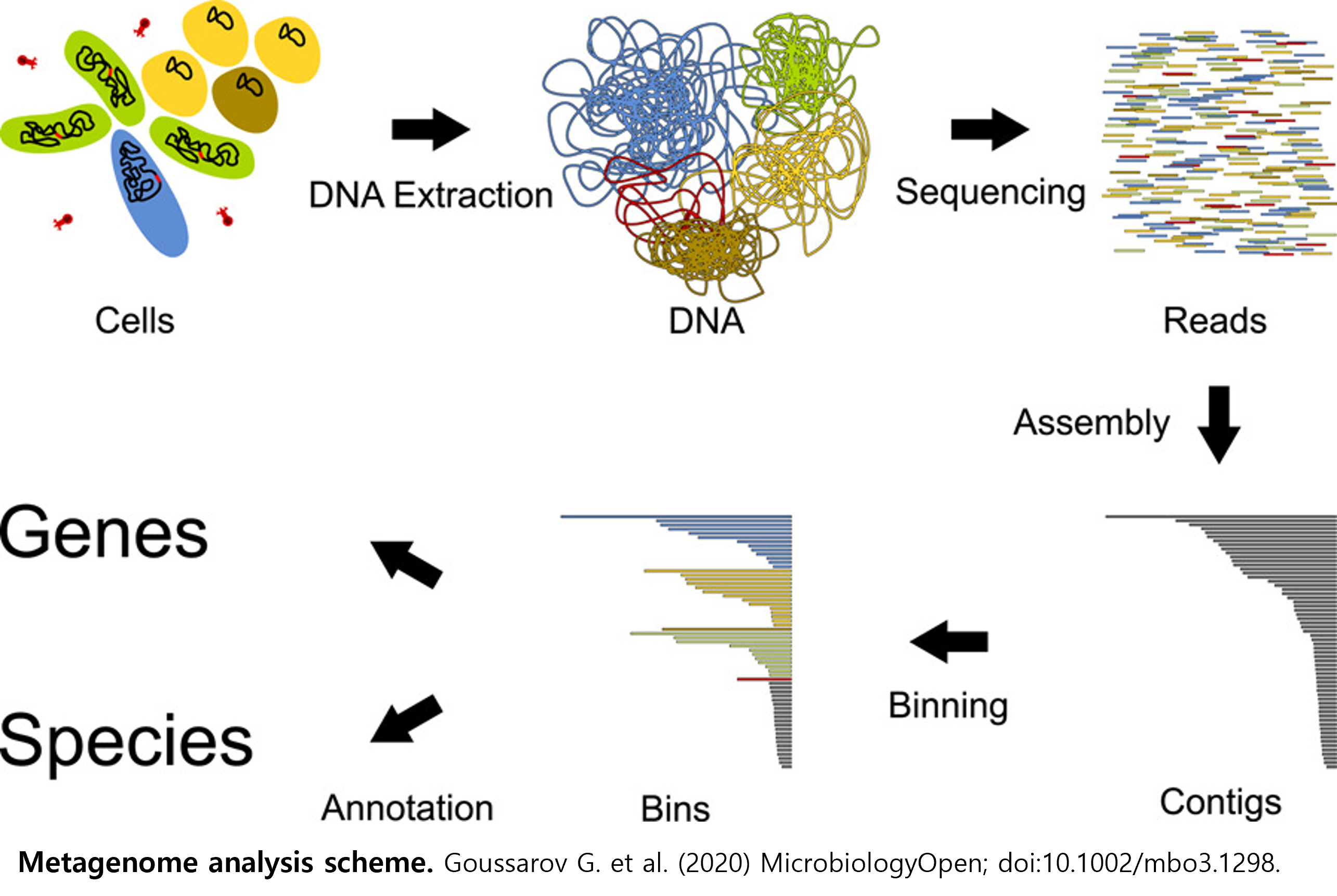 Single-Cell-RNA-Sequencing-Pipeline